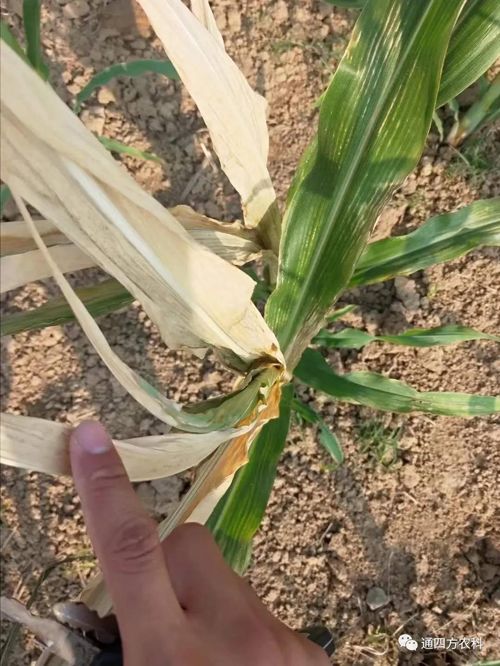 쵽(li)ģʽ_(ki)(du)ɶΣA(y)